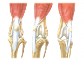 Weterynaria