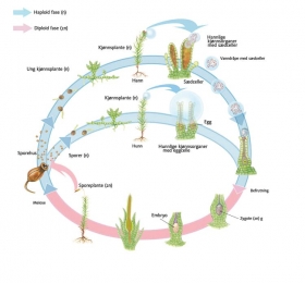 Biologia