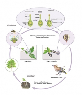 Biologia