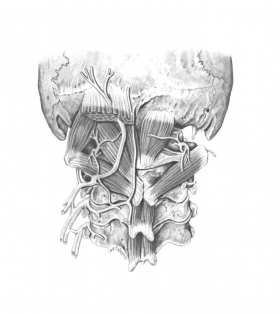 4-ilustracje_naukowe-medycyna-wykonanie_ilustratora