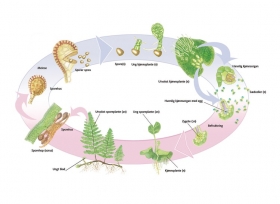 Biologia