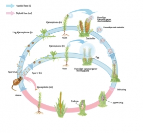 Andriej_Mielnikow_Biology_Illustration-3