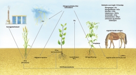 Andriej_Mielnikow_Biology_Illustration-5