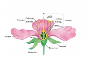 Andriej_Mielnikow_Biology_Illustration-7