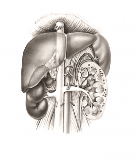 Andriej_Mielnikow_Medicine_Illustration-5