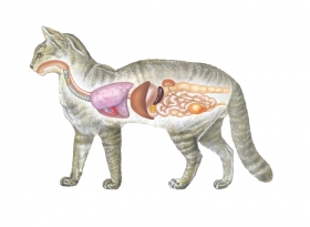 Andriej_Mielnikow_Veterinary_Illustration-10