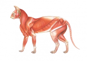 Andriej_Mielnikow_Veterinary_Illustration-15