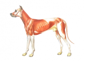 Andriej_Mielnikow_Veterinary_Illustration-16