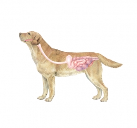 Andriej_Mielnikow_Veterinary_Illustration-3