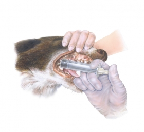 Andriej_Mielnikow_Veterinary_Illustration-4