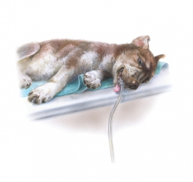 Andriej_Mielnikow_Veterinary_Illustration-5