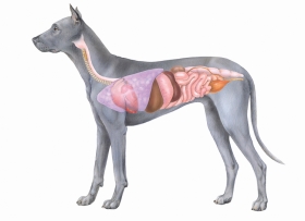 Andriej_Mielnikow_Veterinary_Illustration-9